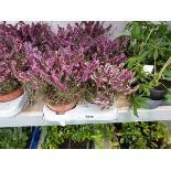 Tray containing 8 pots pink flowering heather