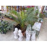 +VAT Large phoenix robelenii palm
