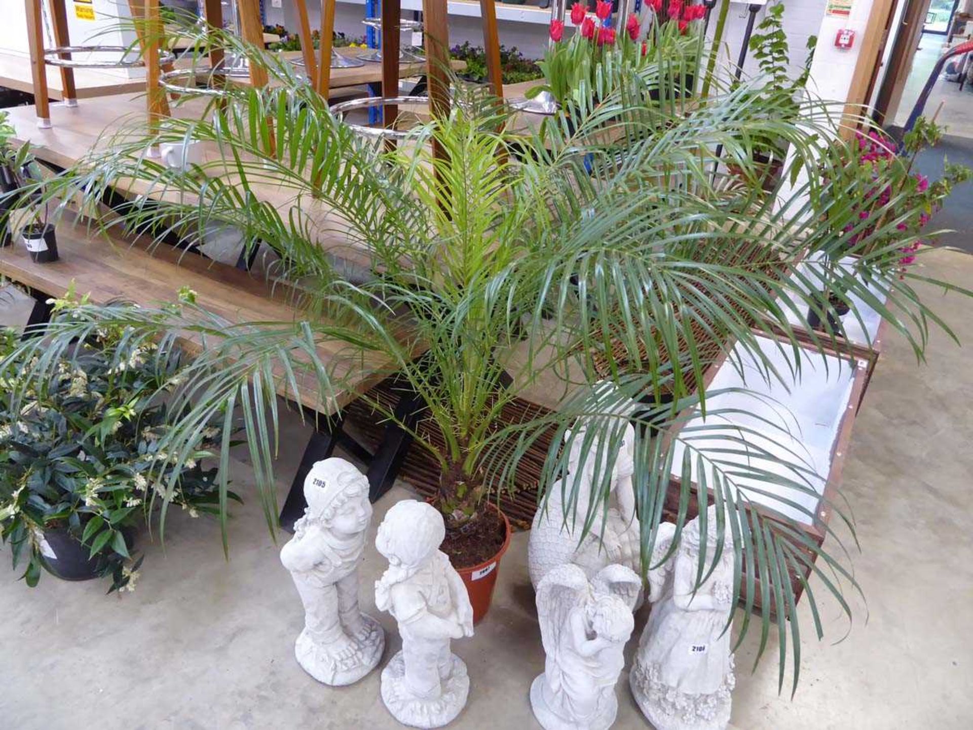 +VAT Large phoenix robelenii palm