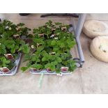 Tray containing 15 pots of Cambridge Favourite strawberry plants