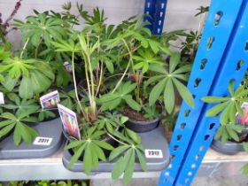 6 potted lupins