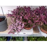 Tray containing 8 pots pink flowering heather