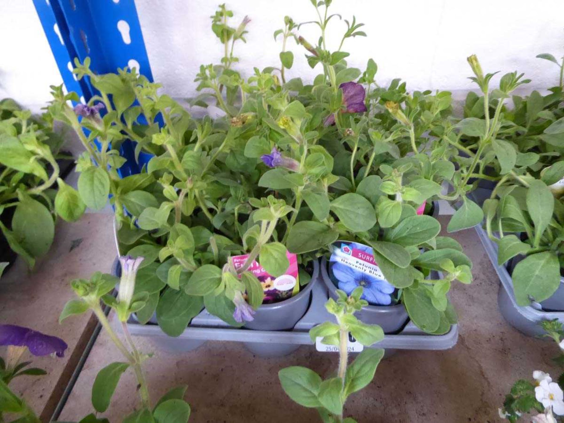 Tray containing 9 pots of mixed petunia