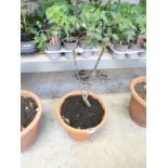 Potted Walnut plant