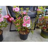 Potted pink flowering Azalea Japonica