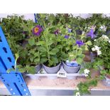 Tray containing 9 pots of mixed petunia