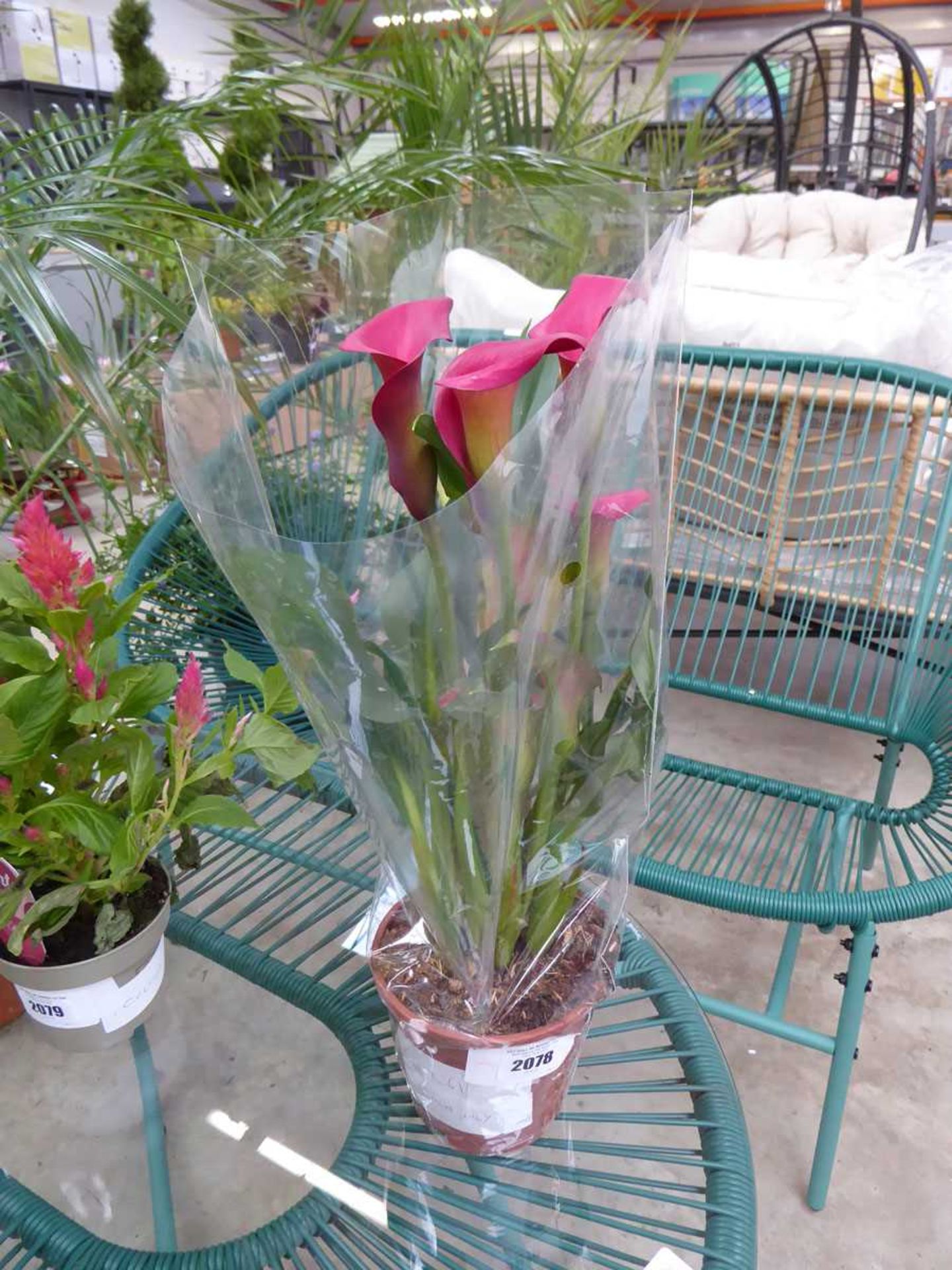 +VAT Potted pink flowering cala lily