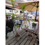 Pair of potted red currant fruit trees
