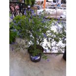 +VAT Large potted variegated concha ceanothus