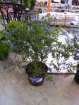 +VAT Large potted variegated concha ceanothus