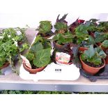 Tray containing 8 pots of Non Stop begonia
