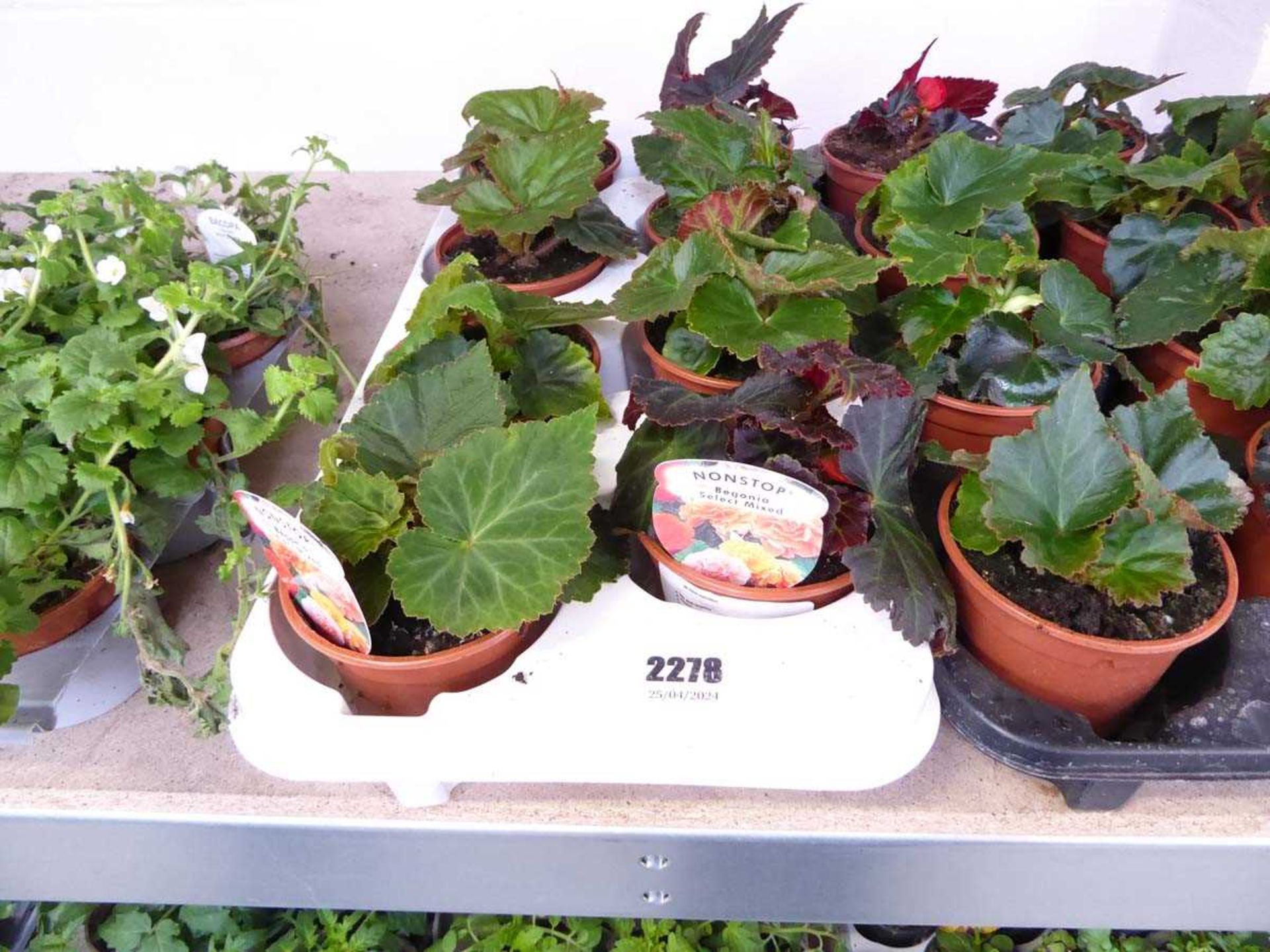 Tray containing 8 pots of Non Stop begonia