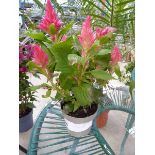 +VAT Potted Celosia