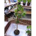 +VAT Potted variegated abutilon kentish belle