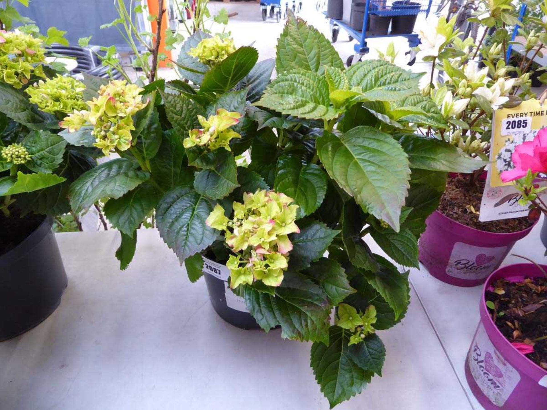 +VAT Large potted pink hydrangea