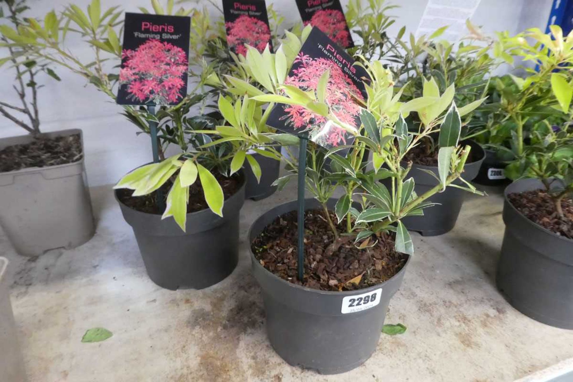 Pair of potted Flaming Silver Pieris