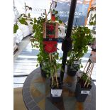 +VAT Potted Red Queen climbing rose