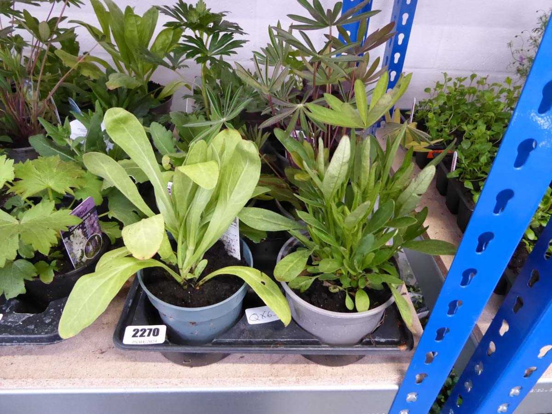 Tray containing 8 pots of perennial plants to include lupins, delphiniums etc.