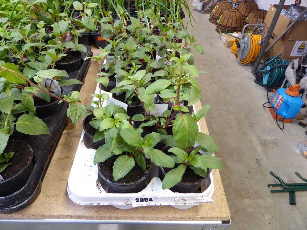 Tray containing 12 potted mixed fuchsias