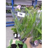 +VAT Potted very exotic freesia