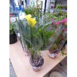 +VAT Potted yellow flowering cala lily