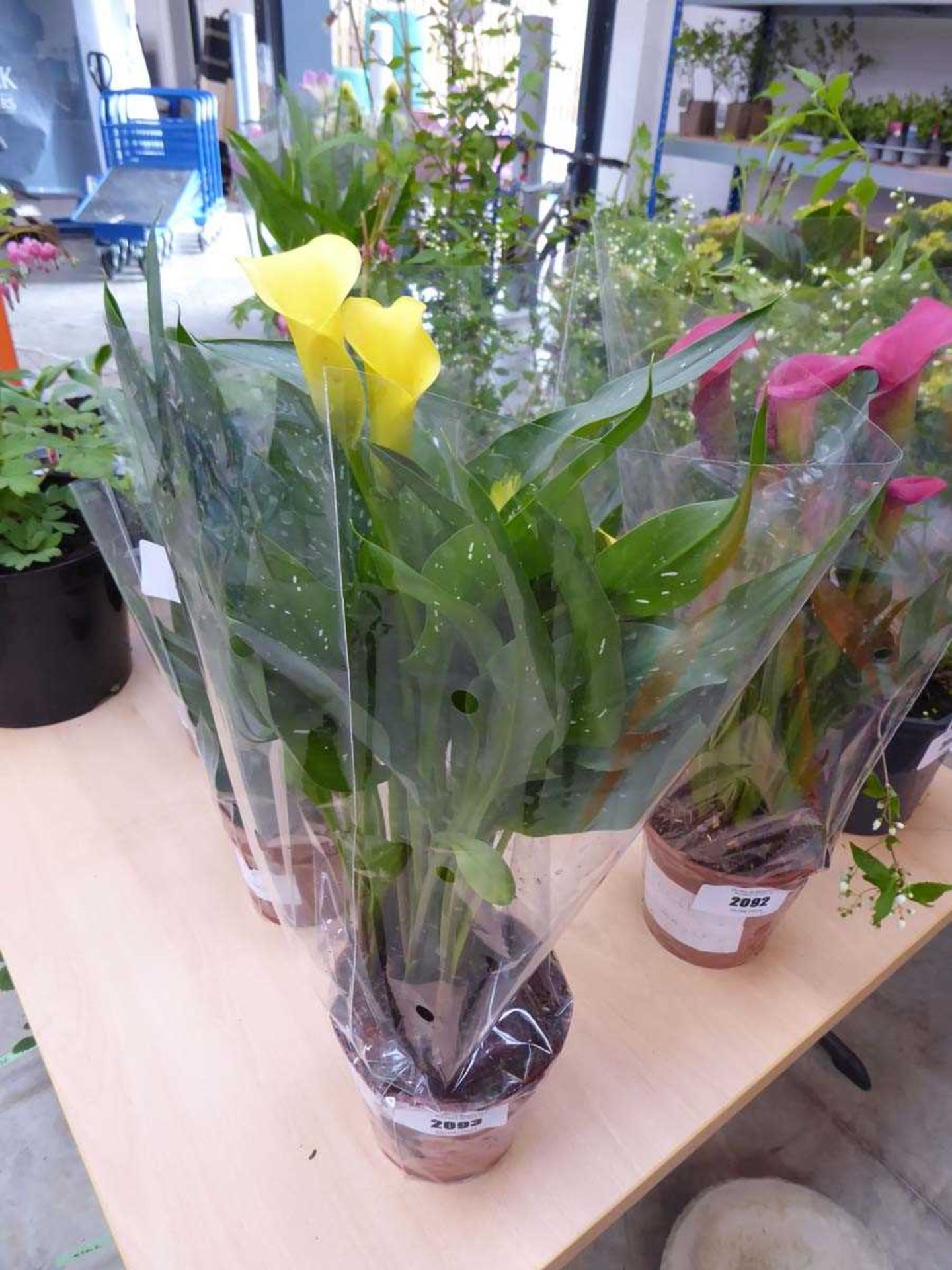 +VAT Potted yellow flowering cala lily
