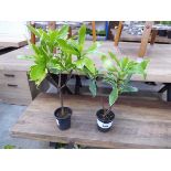 +VAT Pair of potted daphne