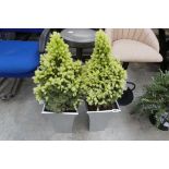 Pair of Picea (Daisy White) in planters