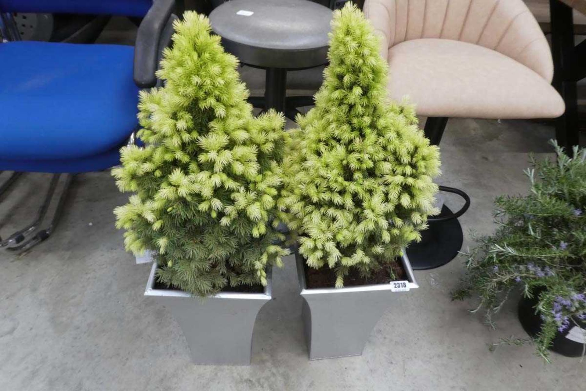 Pair of Picea (Daisy White) in planters