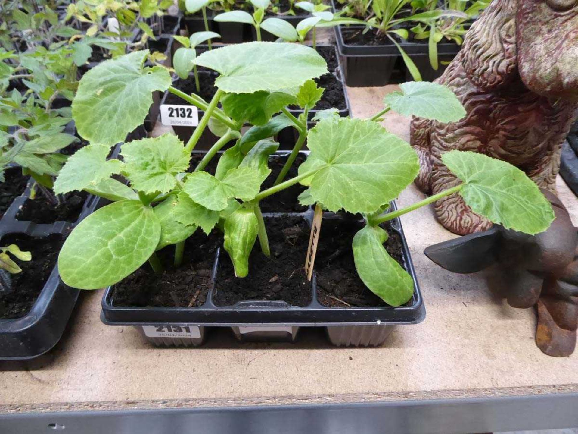 Tray containing 6 courgette plants