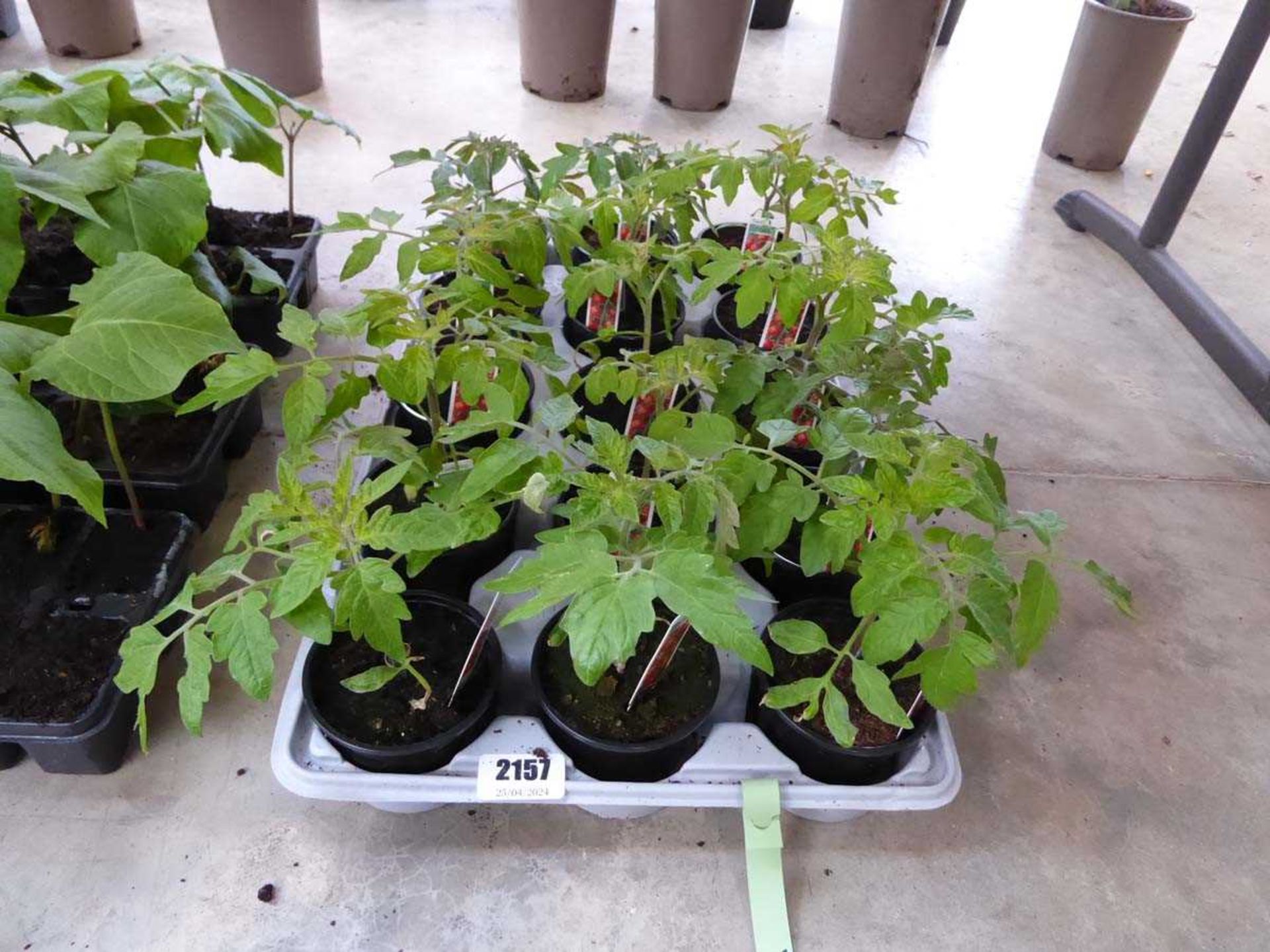 Tray containing 14 pots of Garden Delight tomato plants