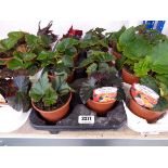 Tray containing 8 pots of Non Stop begonia