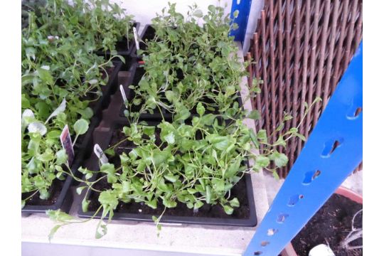 3 trays of white trailing lobelia