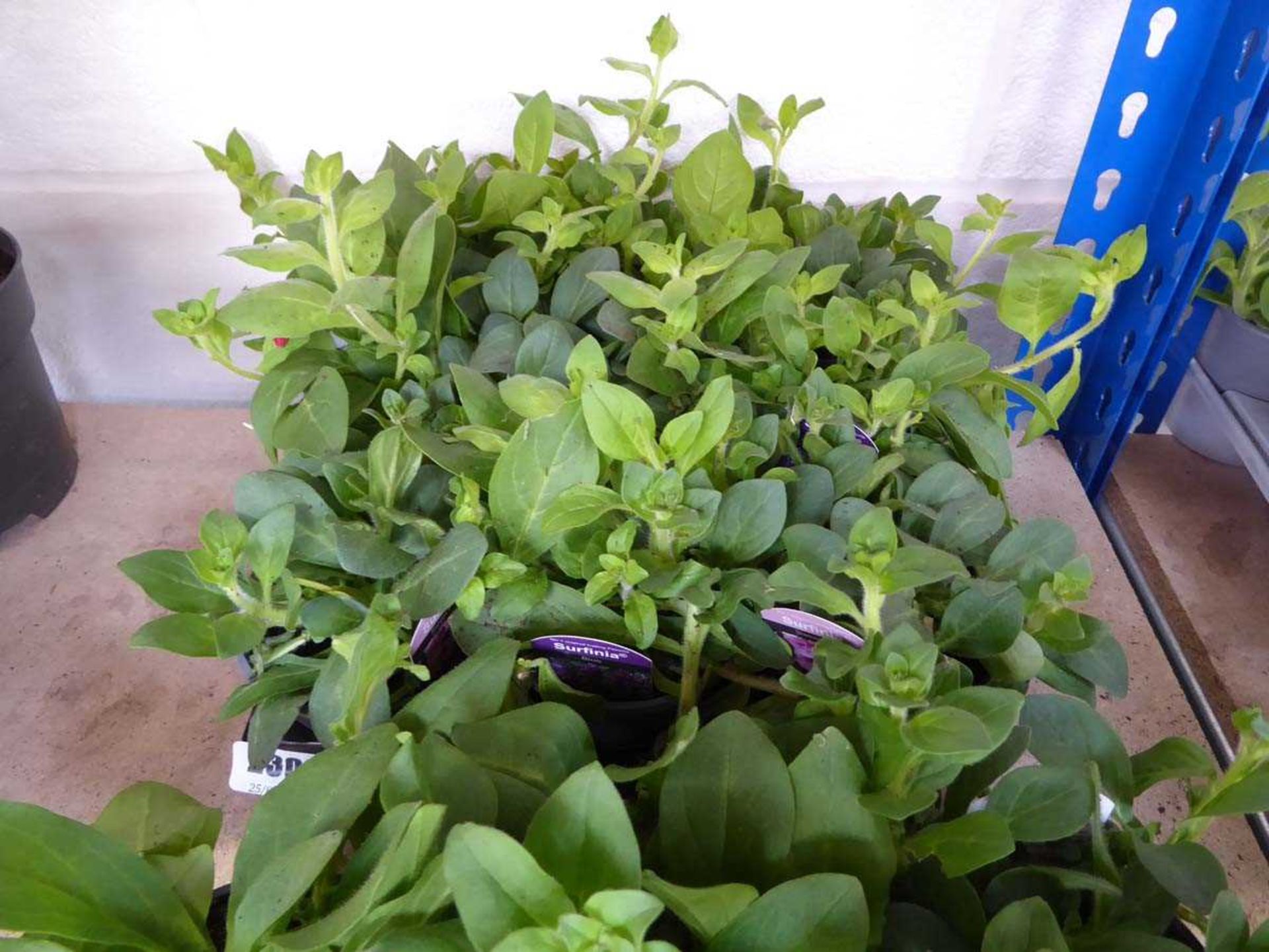 Tray containing 9 pots of mixed Surfinia plants