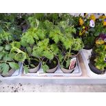 Tray containing 9 pots of Garden Delight tomato plants