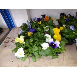 4 trays of pansies