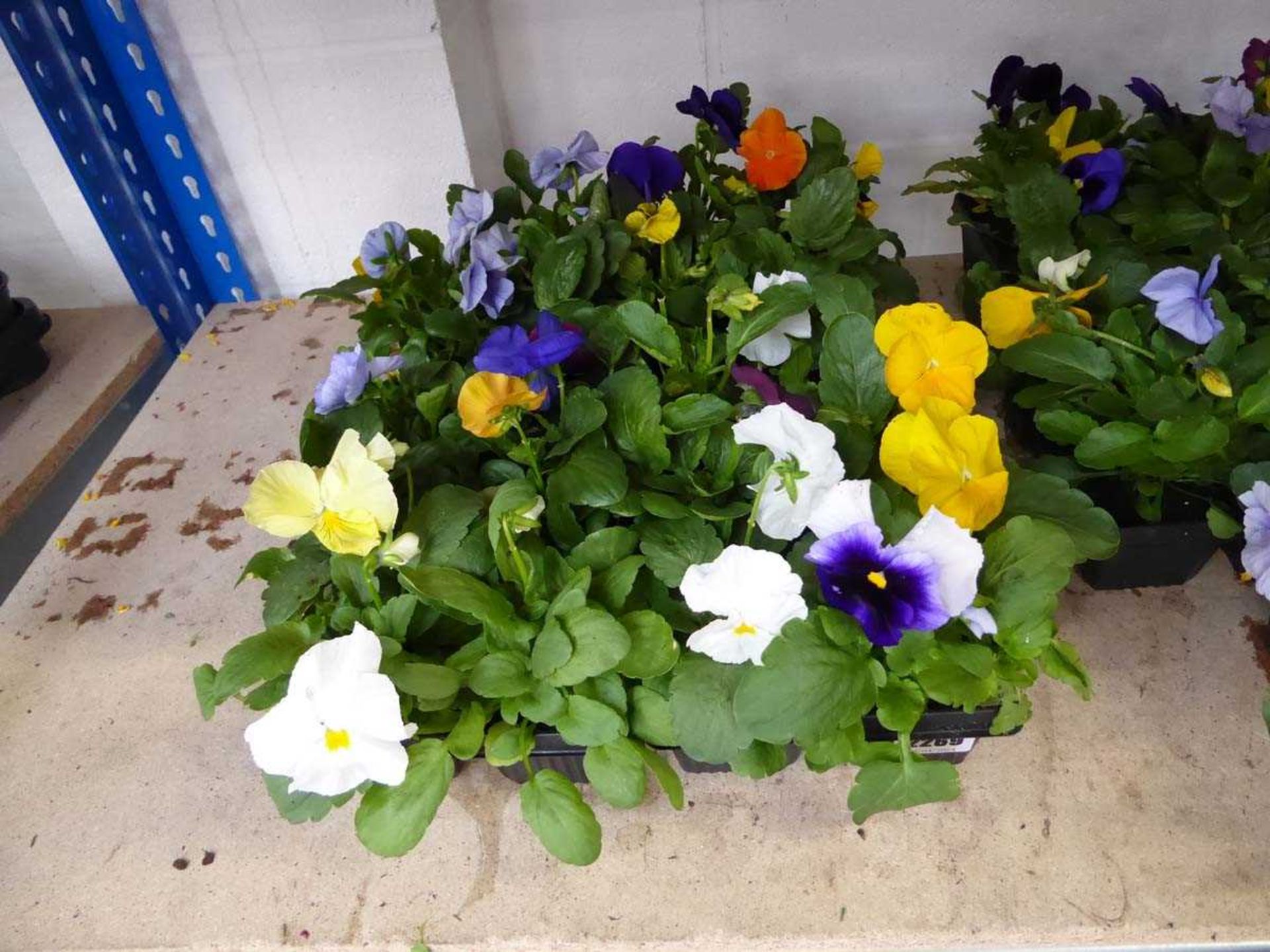 4 trays of pansies