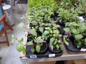 Tray containing 12 potted Swing Time Fuchsias