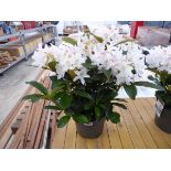 White potted ornamental rhododendron
