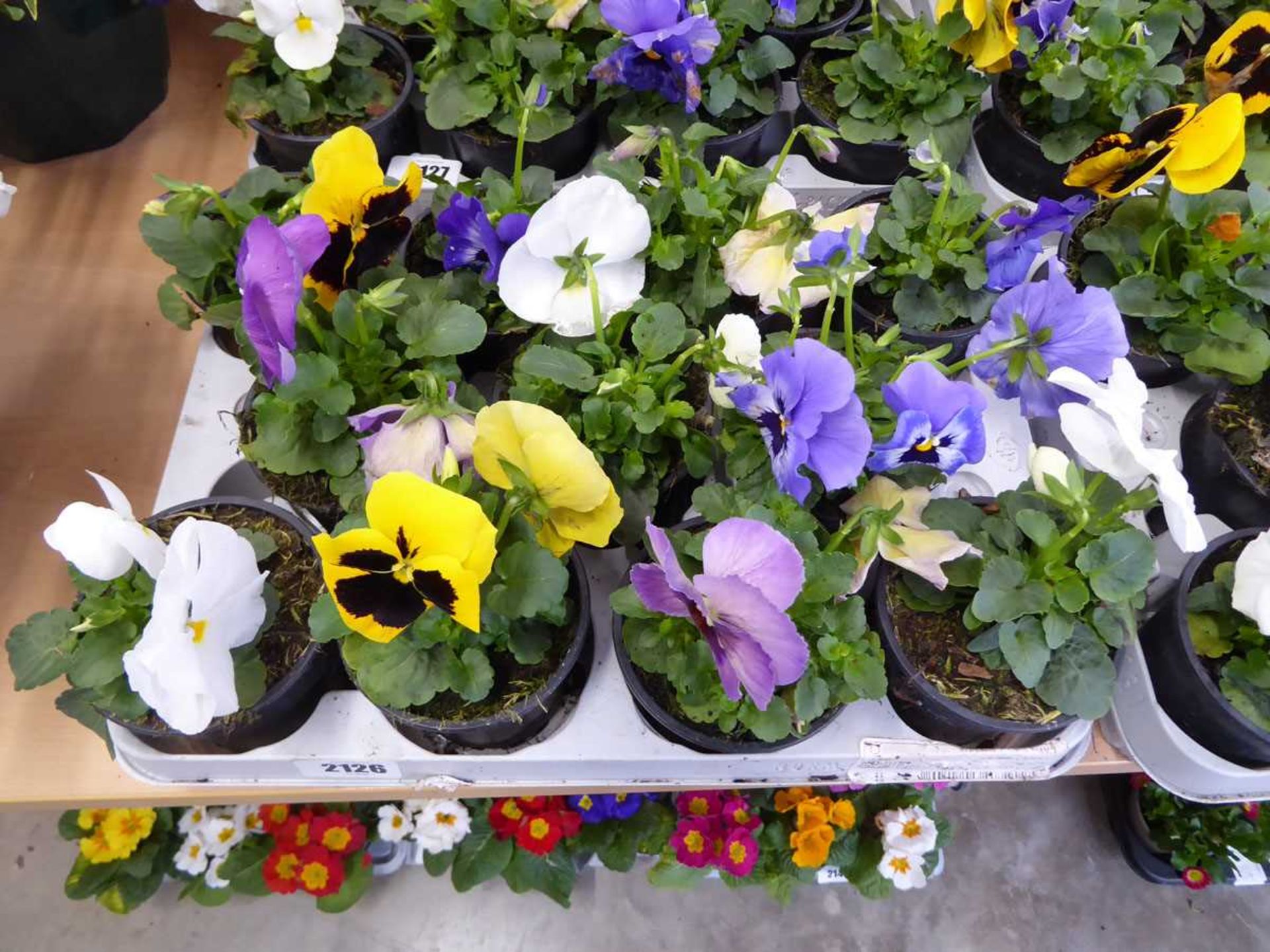 2 trays containing 11 pots of pansies