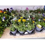 Tray containing 15 pots of mixed plants to include lobelia, brazen, helichrysum