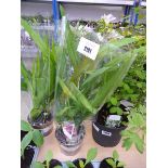 +VAT Potted very exotic freesia