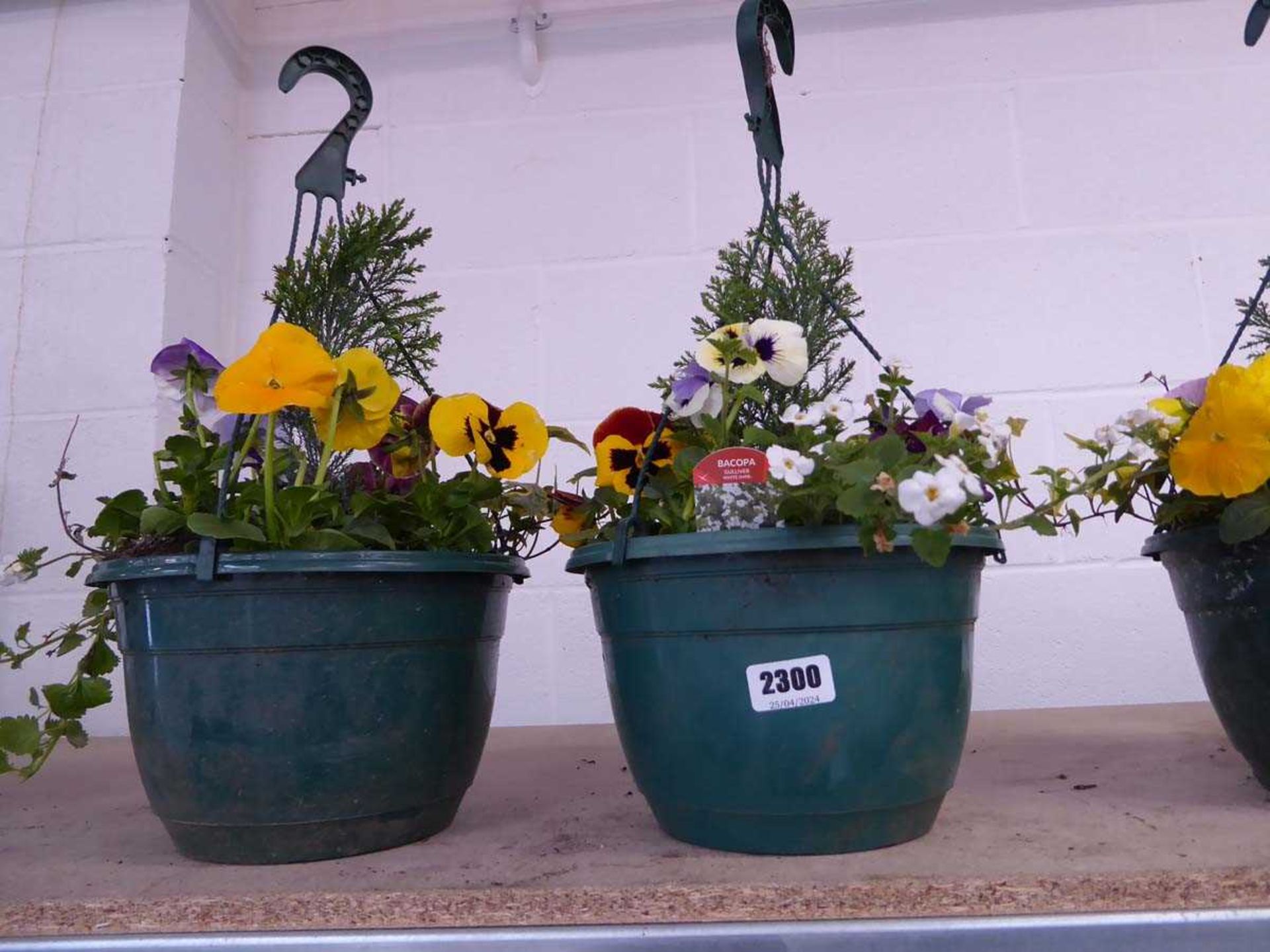 Pair of pre-planted hanging baskets of mixed plants