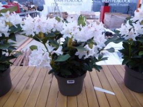 White potted ornamental rhododendron