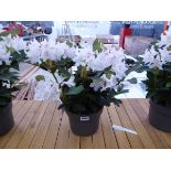White potted ornamental rhododendron