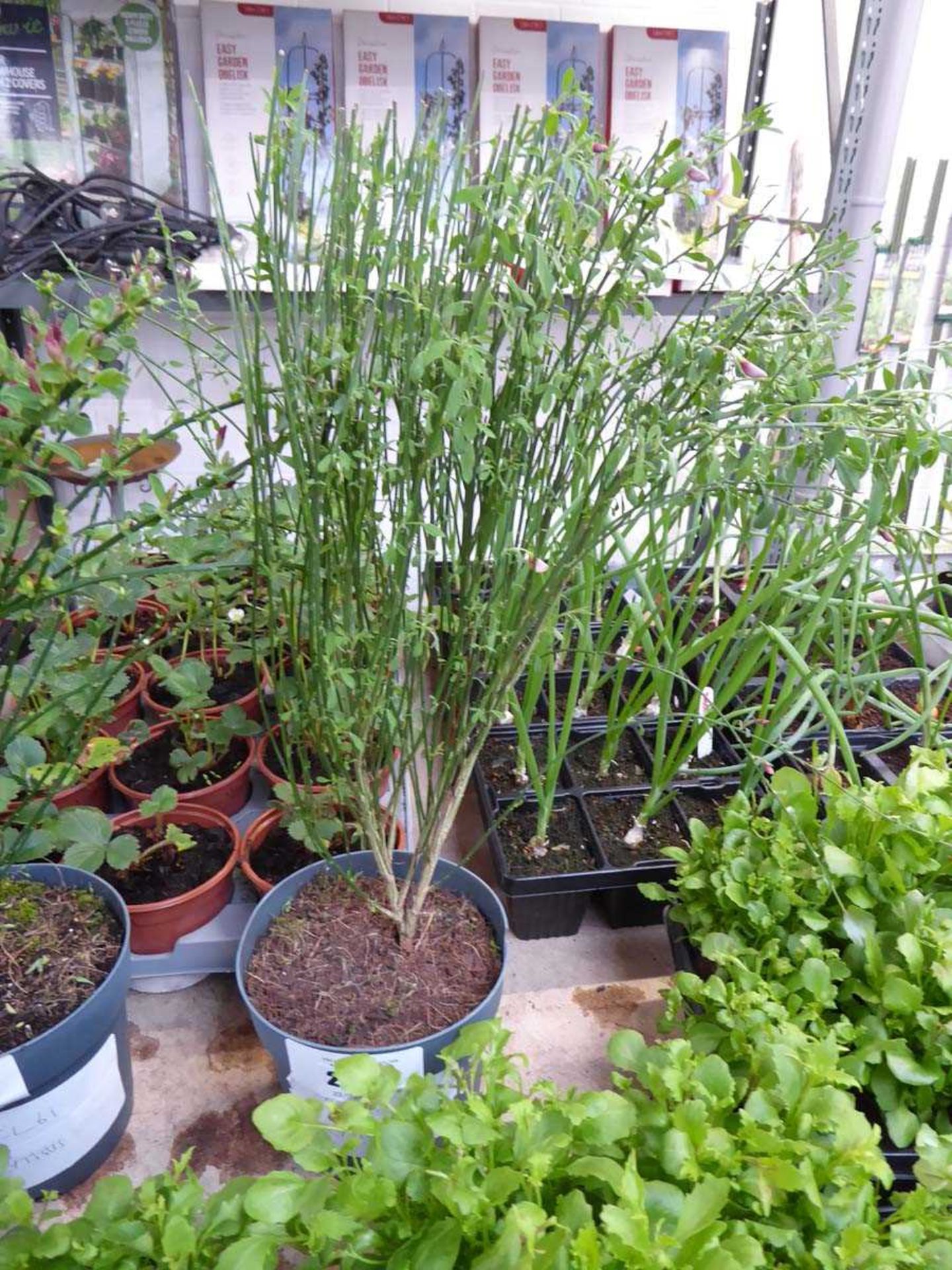 +VAT Potted cytisus