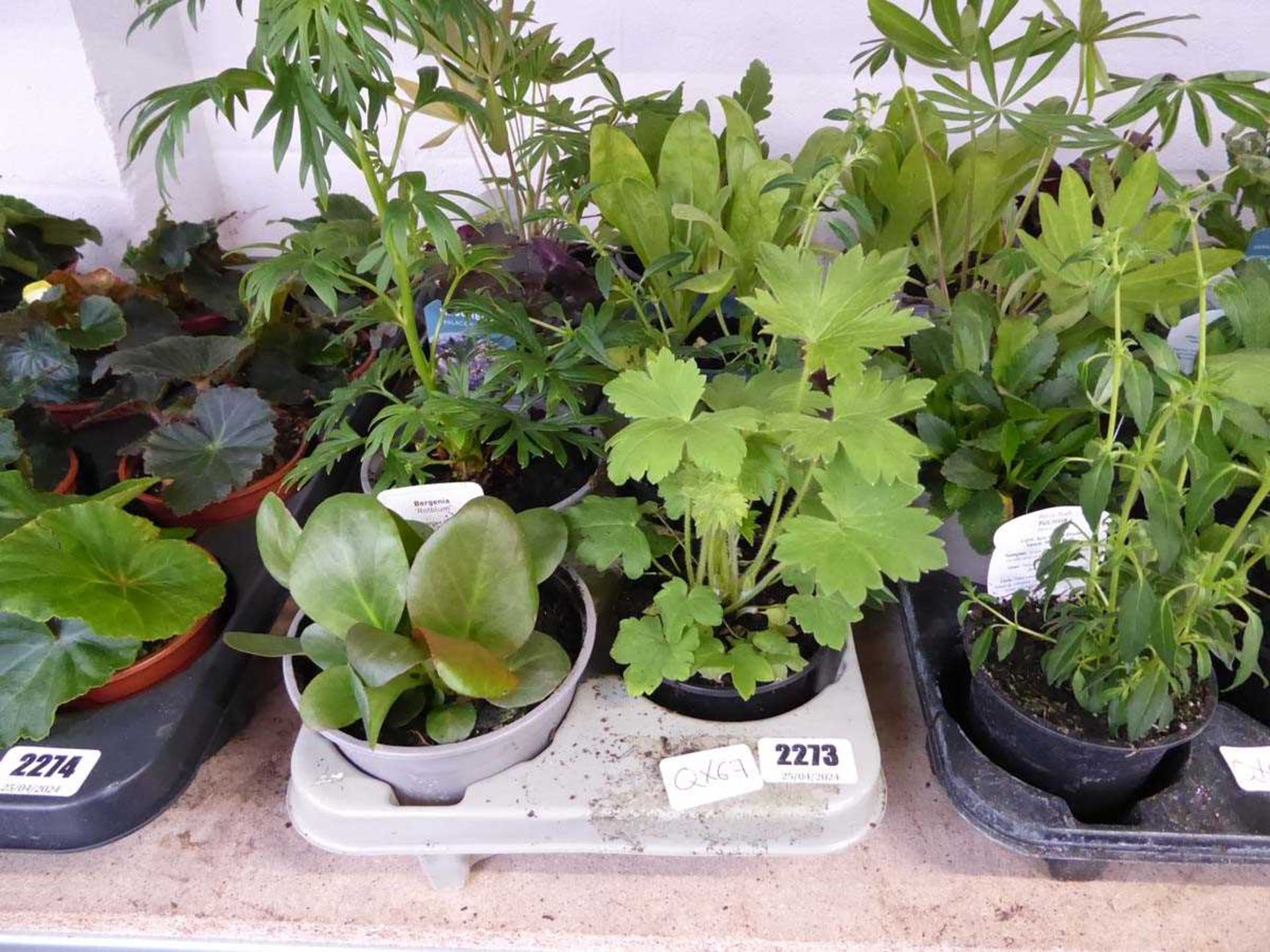 Tray containing 8 pots of perennial plants to include lupins, delphiniums etc.