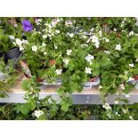 Tray containing 9 pots of white Gulliver Bacopa