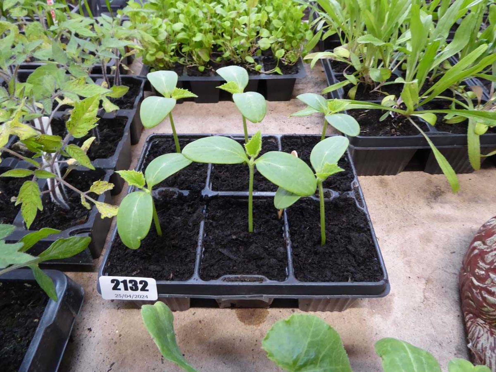 Tray containing 6 cucumber plants