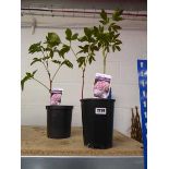 Pair of potted pink paeonia